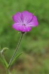 Agrostemma githago