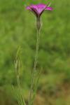 Agrostemma githago