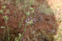 Silene conica