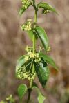 Vincetoxicum hirundinaria