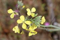 Coincya monensis