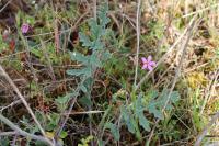 Coincya monensis