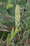 Himantoglossum hircinum