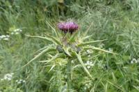 Silybum marianum