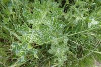 Silybum marianum