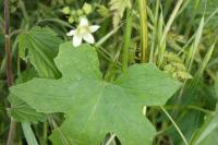 Bryonia dioica