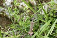 Silene nutans