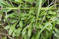 Silene nutans