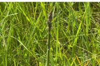 Asparagus officinalis