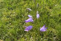 Campanula rapunculus
