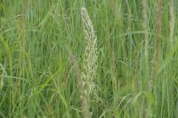Himantoglossum hircinum