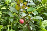 Prunus cerasifera