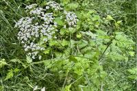 Chaerophyllum temulum