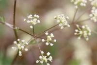 Trinia glauca