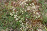 Trinia glauca