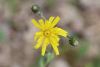 Hieracium maculatum