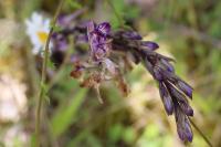 Limodorum abortivum