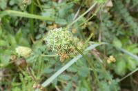 Poterium sanguisorba