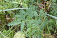 Poterium sanguisorba
