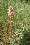 Orobanche minor
