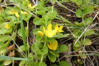 Lysimachia nummularia