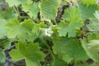 Geranium molle