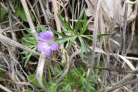 Geranium columbinum