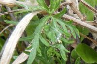 Geranium columbinum