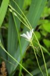 Stellaria palustris