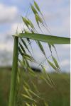 Avena fatua
