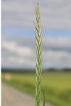 Lolium perenne