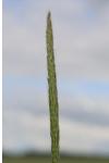 Hordeum secalinum