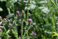Carduus tenuiflorus