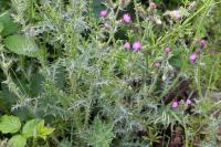 Carduus tenuiflorus