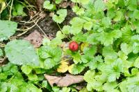 Potentilla indica