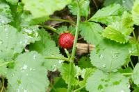 Potentilla indica