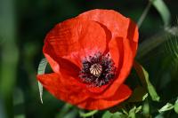 Papaver rhoeas