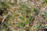 Carex halleriana