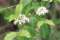 Cornus sanguinea