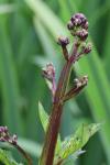 Scrophularia auriculata