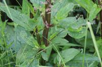 Scrophularia auriculata