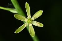 Loncomelos pyrenaicus