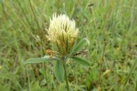 Trifolium ochroleucon