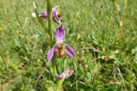 Ophrys apifera