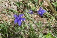 Aquilegia vulgaris