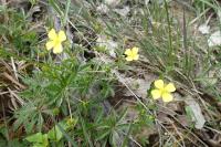 Potentilla erecta