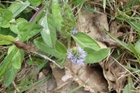Veronica officinalis