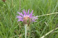 Centaurea jacea