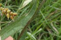 Centaurea jacea