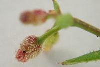 Galium parisiense